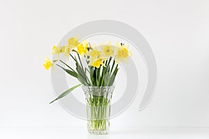 Bright studio shot of a bunch of blossoming daffodils isolated on white background