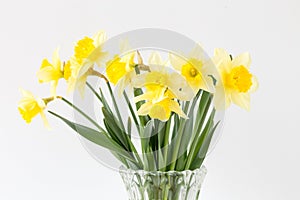 Bright studio shot of a bunch of blossoming daffodils isolated on white background