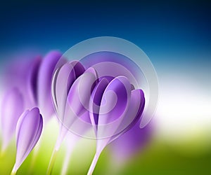 Bright summer background with crocuses photo