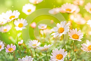 Bright summer background with white daisies