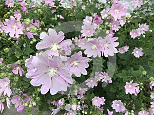 Bright summer flowers in the gardens of St. Petersburg