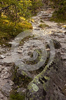 Bright summer landscape with footpath in sunny green thicket with boulders, roots and green grass in golden morning sunlights.