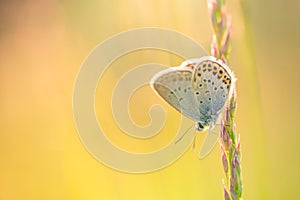 Natura farfalla un bellissimo primavera estate prato. stimolante natura. tranquillo natura dettagliato 