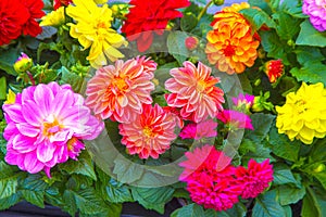 Bright summer multi-colored flowers of dahlia