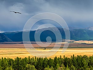 Bright summer steppe landscape. Steppe on the background of mountains. Background of agricultural field and mountains