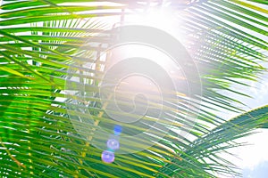 The bright summer sun shines through the green leaves of the palm trees. A tropical backdrop