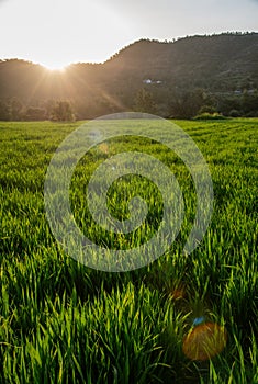 Bright sun beams shine on the green meadow field at sunset