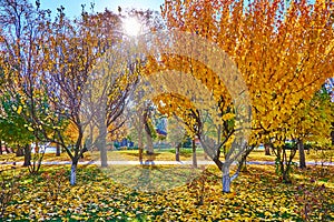 The bright sun behind the autumn trees in park