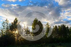 Bright sun behind the trees in the woods behind a field of grass, sits in the sunset over the horizon.