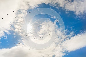 Bright sun in blue sky with clouds flock of birds