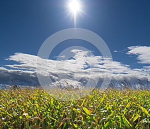 Bright Sun and Clouds over Corn Field