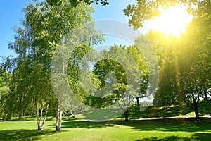 Bright sun in green summer park and blue sky