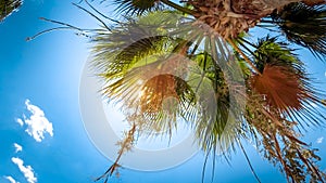 Bright sun light shining through palm tree against blue sky