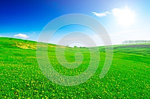 Bright sun over spring field with yellow dandelions