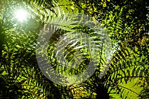 Bright sun peaking through a canopy of fern photo