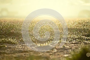 Bright sun ray light spring green grass background with water dew droplets. Selective focus with background blur. Copy