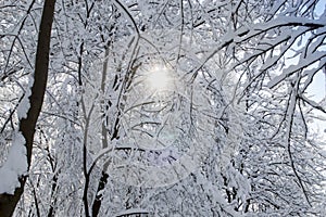 Bright sun rays break through the crowns of snow-covered trees