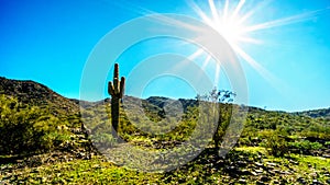 Bright sun rays over the Desert Landscape and a Saguaro Cactus in South Mountain Park