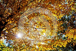 Bright sun rays pierce through the golden crown of an autumn tree