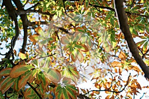 Bright sun rays shine through yellowing chestnut leaves on a tree in the forest