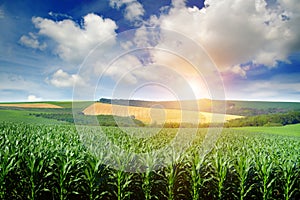 Bright sun rises over a field of corn. photo