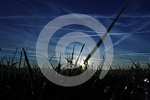 Bright sun rising above the green field with chemtrails in the blue sky
