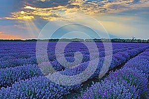 Flowering lavender sun shining through clouds