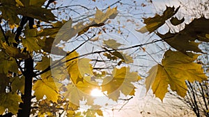 Bright sun shining through autumn orange maple leaves - sun lens flare