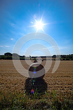 Bright sun shining on a blue sky on a yellow rural landscape field with straw wheels