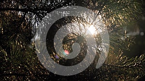 Bright sun shining through branches of coniferous tree: sun lens flare, close up