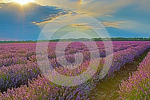 Bright sun shining through clouds over lavender field Bulgaria