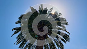 Bright sun shining through green palm leaves in the park, forest