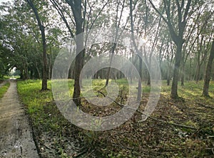 Bright sunbeam at the rubber tree farm