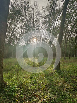 Bright sunbeam at the rubber tree farm