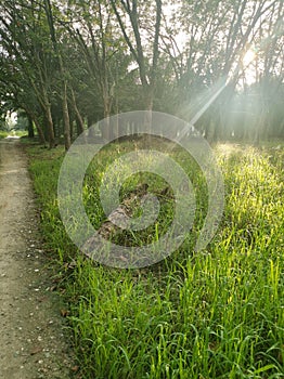 Bright sunbeam at the rubber tree farm