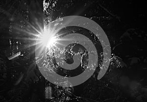 Bright sunburst through trees with snow in black and white