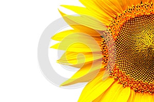 Bright sunflower