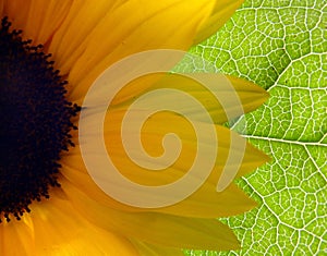 Bright Sunflower