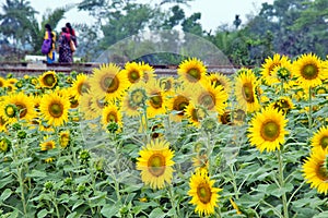 Bright sunflower blooming abstract photo