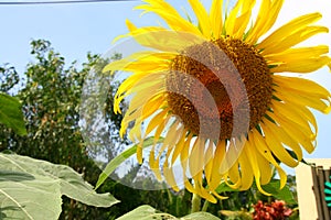 Bright Sunflower