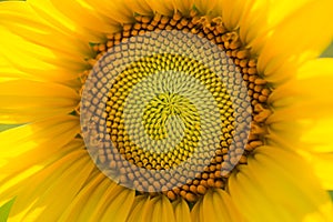 Bright sunflower closeup with pattern