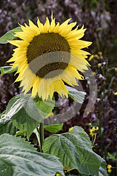 Bright sunflower on the countryside of Finland