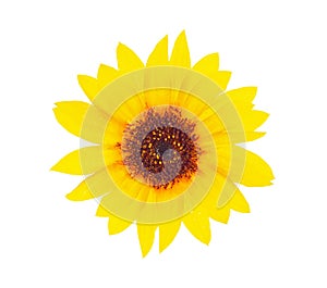 Bright sunflower with drops dews