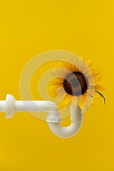 Bright sunflower at the end of a white sink pipe against a vibrant yellow background