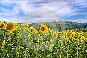Bright sunflower farm on a beautiful day with a cloudy blue sky background. Vibrant yellow flowers bloom on farmland on
