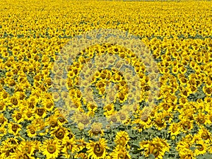 Bright Sunflower field background