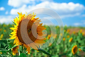Bright sunflower field, a beautiful landscape on a summer day