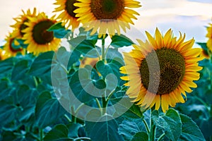 Bright sunflower field, a beautiful landscape on a summer day