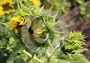 bright sunflower flowers close-up, beautiful nature background texture, walk in the garden on a summer day, yellow petals