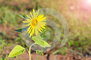 Bright sunflower is growing on the field and following sunlight